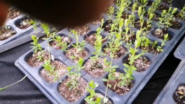Простенькая тепличка для черенкования клюквы, брусники. смотреть онлайн