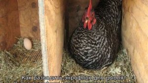 Энрофлон: инструкция по применению для птиц