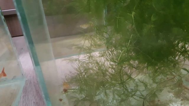 Долгожданные мальки от Гуппи Full red albino смотреть онлайн