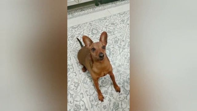 Они повысят Вам настроение/Смешные #котики и собаки/Короткие #Приколы/Выпуск№26