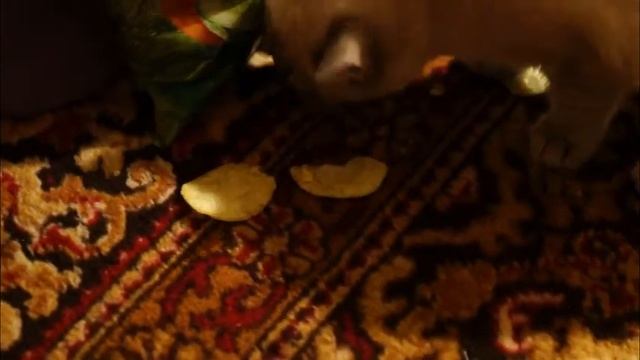 Всеядные кошаки смотреть онлайн