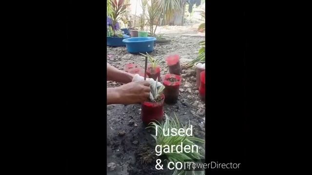 How to separate Bichetti grass pLanT . /Chlorophytum laxum/ zebra grass / laxum Bichetti/green gras смотреть онлайн