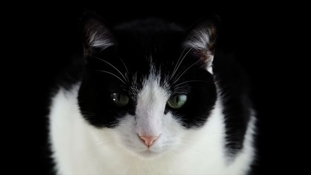 Soothing Music For Cats - 528Hz Healing Lullaby (2O HOURS) ?