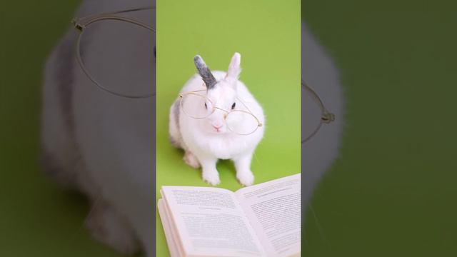 A rabbit reading the Bible смотреть онлайн
