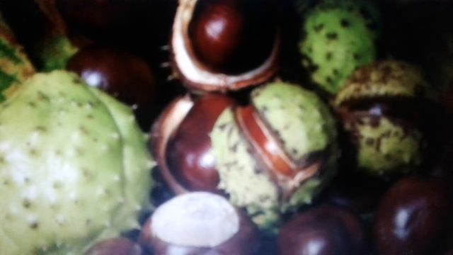 Каштан: полезные свойства и противопоказания.