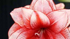 Амариллис не цветет? Как заставить зацвести растение.