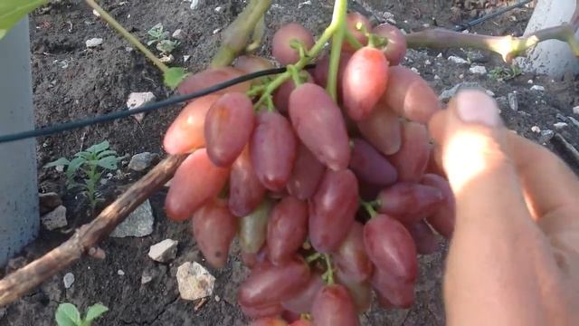 Виноград Кэтлин Карпушева. Новинка! Виноградник Блудова 2019 смотреть онлайн
