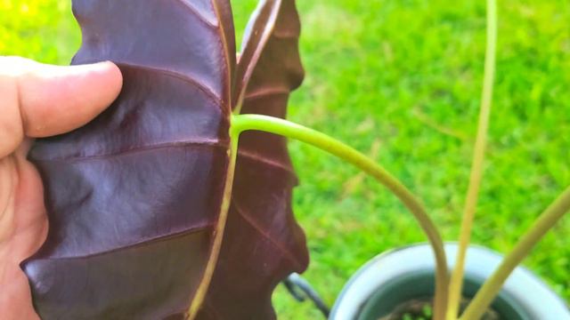 Alocasia Amazonica 'Purpley'