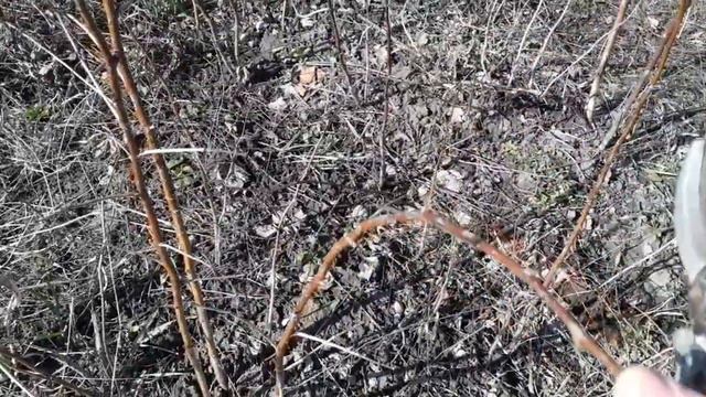 Как я обрезаю малину смотреть онлайн