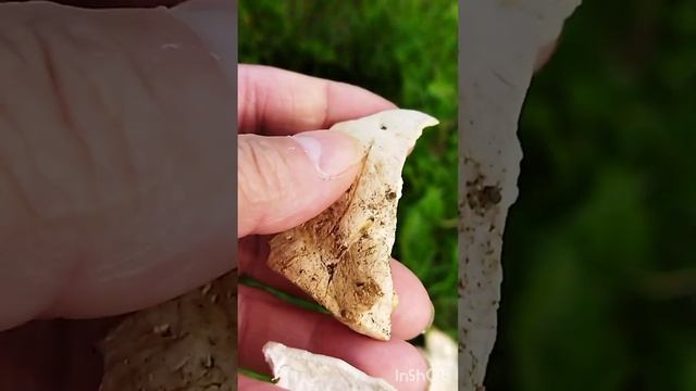 КАК ГРИБЫ ПОСЛЕ ДОЖДЯ. смотреть онлайн