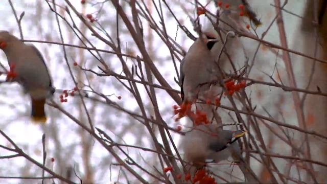 Свиристель на рябине смотреть онлайн
