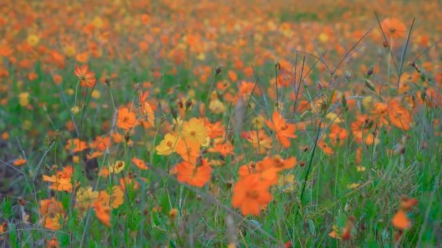 Rüyada Dudaktan Öpülmek, Rüyada Öpülmek, Rüyada Öpüldüğünü Görmek, Rüya Tabirleri