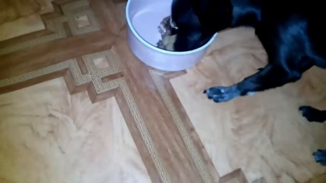 DogVlog : гуляем, Джесси 6 месяцев,зоо смотреть онлайн
