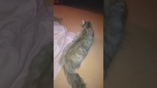 Как кошки гуляют смотреть онлайн