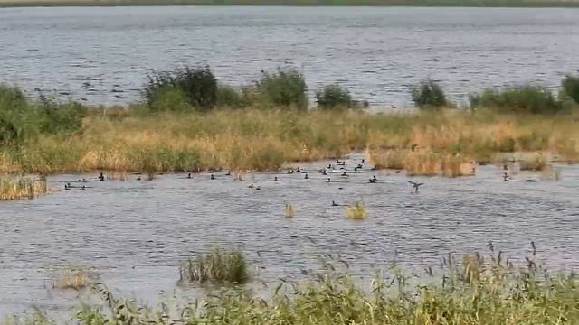 Эффект зоны покоя (утки) смотреть онлайн