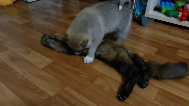 Щенки разъехались по новым домам! Мелкая пока дома! смотреть онлайн
