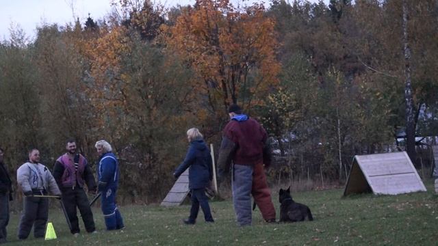 Голландская овчарка. Рабочие моменты с соревнований по АПС. смотреть онлайн