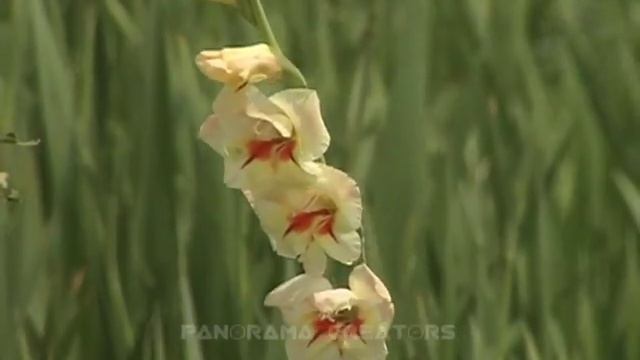 GLADIOLUS FLOWER | Gladiolus | Flowers in Bangladesh 9 #shorts смотреть онлайн