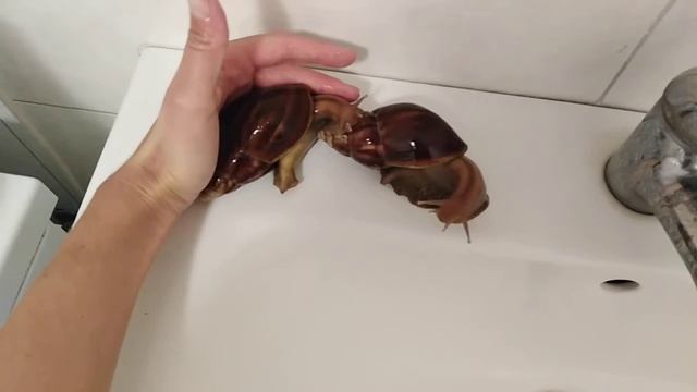 Купаю улиток, снова яйца ?что с ними делать?