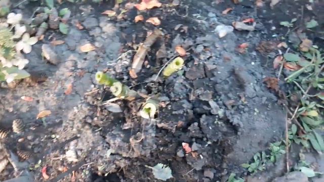 Как выкапывать георгины смотреть онлайн