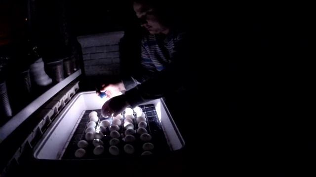 Девятнадцатый день инкубации ОВОСКОПИРОВАНИЕ смотреть онлайн