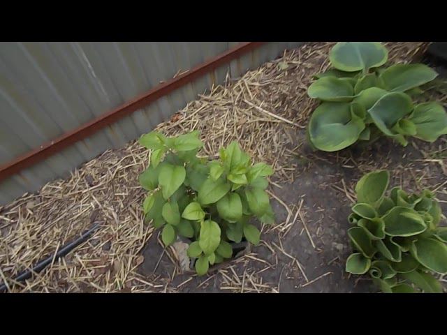 32 Яблони из семян - продолжение... смотреть онлайн