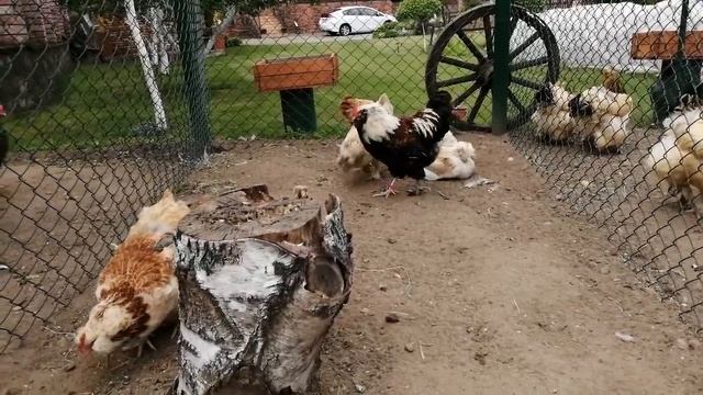 Фавероль Лосось история уход и содержание смотреть онлайн