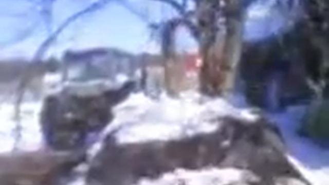собака лазает по деревьям смотреть онлайн