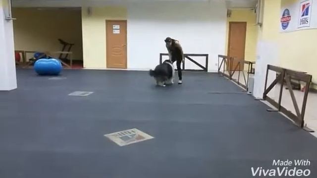 Колли Блэк Цино Топ Фэшен "Цино" #занимашки смотреть онлайн