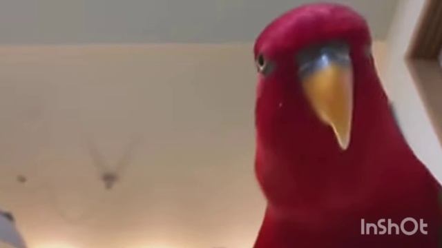 красный попугай мем 1 час смотреть онлайн