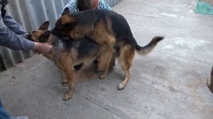 Немецкая Овчарка Радж. Вязка N1