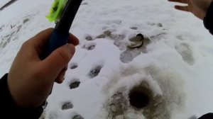 Ловля хариуса на большой реке с прикормкой. Хариус и чеснок . вид из под воды