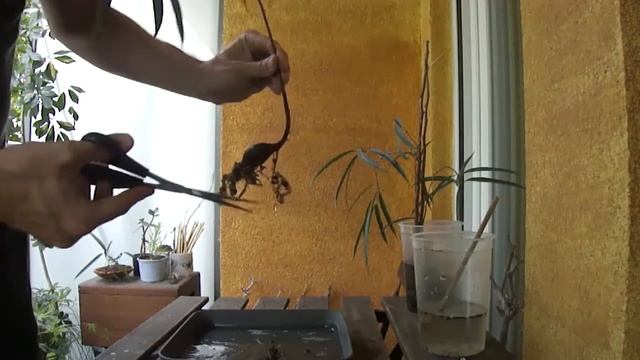 Repotting my Ficus Binnendijkii, June 2020 смотреть онлайн