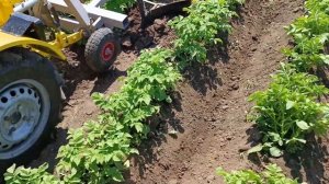 Минитрактор переломка 4х4 окучивание картошки