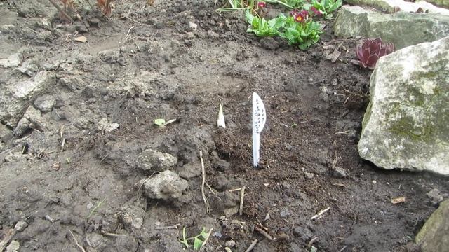 Моя любимая дача. Кусочек сада в серебристо-бордовой гамме. смотреть онлайн