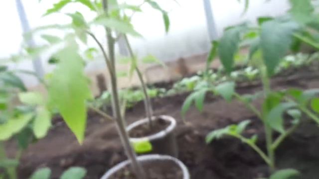 КАК Я ГОТОВЛЮ ТЕПЛИЦУ С ТОМАТАМИ К ПОХОЛОДАНИЮ. Ольга Чернова. смотреть онлайн