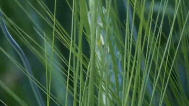 МОИ СУХОЦВЕТЫ! НАЧАЛО ЛЕТА. ОБЗОР!!! смотреть онлайн