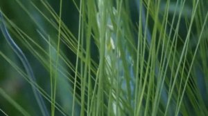 МОИ СУХОЦВЕТЫ! НАЧАЛО ЛЕТА. ОБЗОР!!!