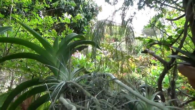 КАК ЛЕГКО ИЗБАВИТЬСЯ ОТ ЦВЕТОНОСА смотреть онлайн