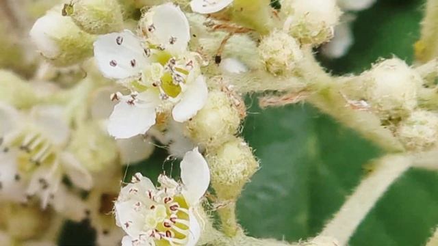 Cotoneaster lacteus смотреть онлайн