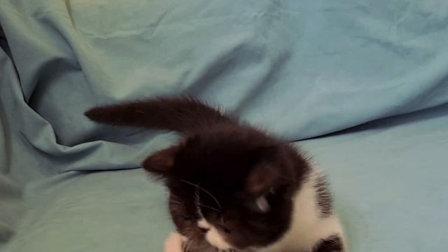 Луня - черно-белый экзотический котик, 3 месяца смотреть онлайн