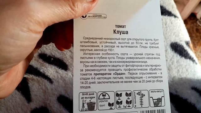 Томат "КЛУША". Мои ЛЮБИМЫЕ СОРТА ПОМИДОР. 17. 01 2020г. смотреть онлайн