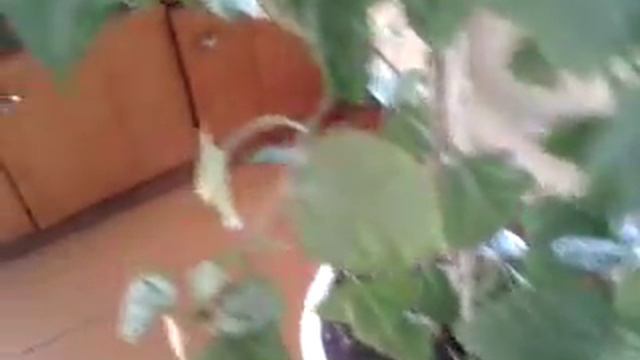 Комнатное растение смотреть онлайн