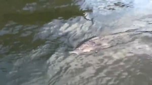 Ловля осетра. Гигантский осётр на спиннинг