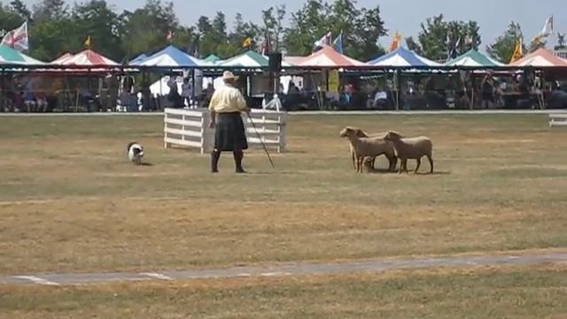 Border Collie Sheep Herding Demonstration at Highland Games Grandfather Mt смотреть онлайн