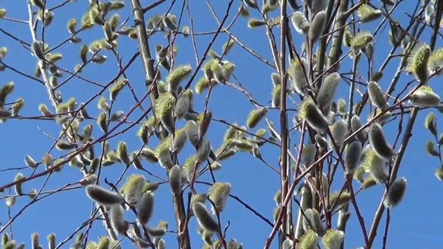 НАБЛЮДЕНИЯ НАТУРАЛИСТА 10. 04. 2020 г. Погода в Нижнеудинске.