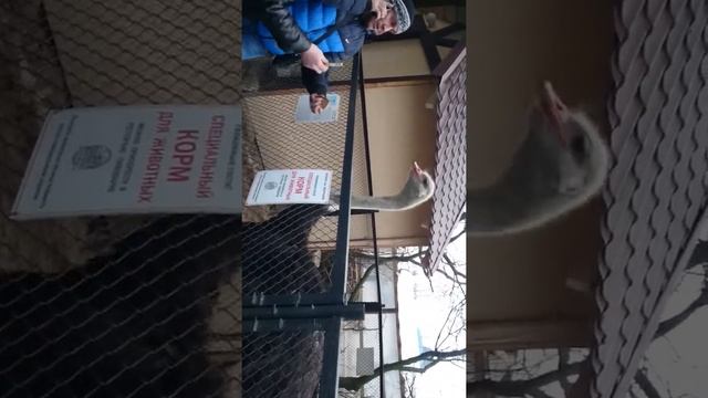 Бокс со страусам леши дмитрева смотреть онлайн