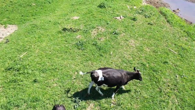 река Сылва, деревня Роща смотреть онлайн