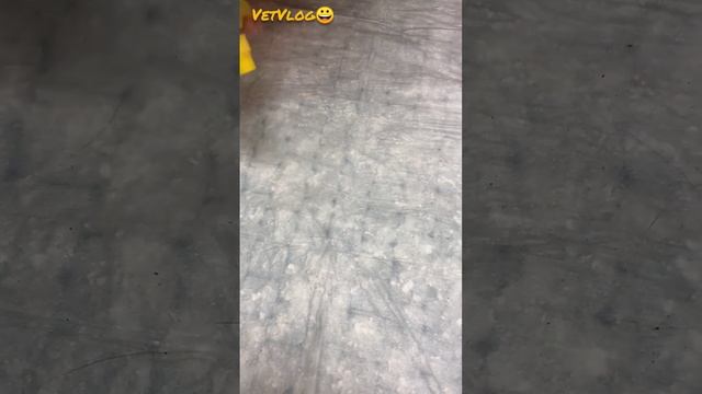 Лайфхак-есть ли у вашего питомца блохи ? ?? смотреть онлайн