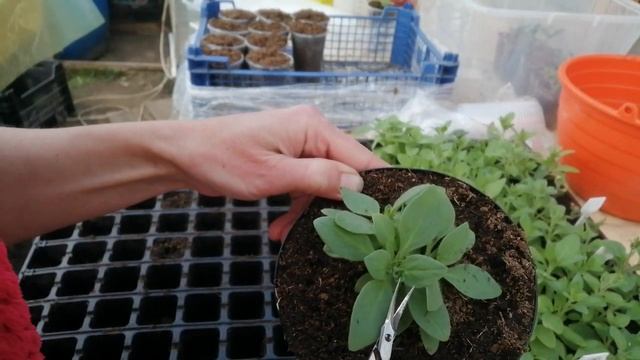 Формирую петунию "Грозовое небо" смотреть онлайн